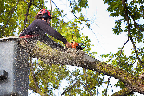 Best Fruit Tree Pruning  in Rutland, VT